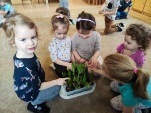 Dziewczynki oglądają cebule kwiatowe (hiacynty, tulipany, żonkile)